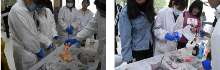 1大象.png 1大象.png